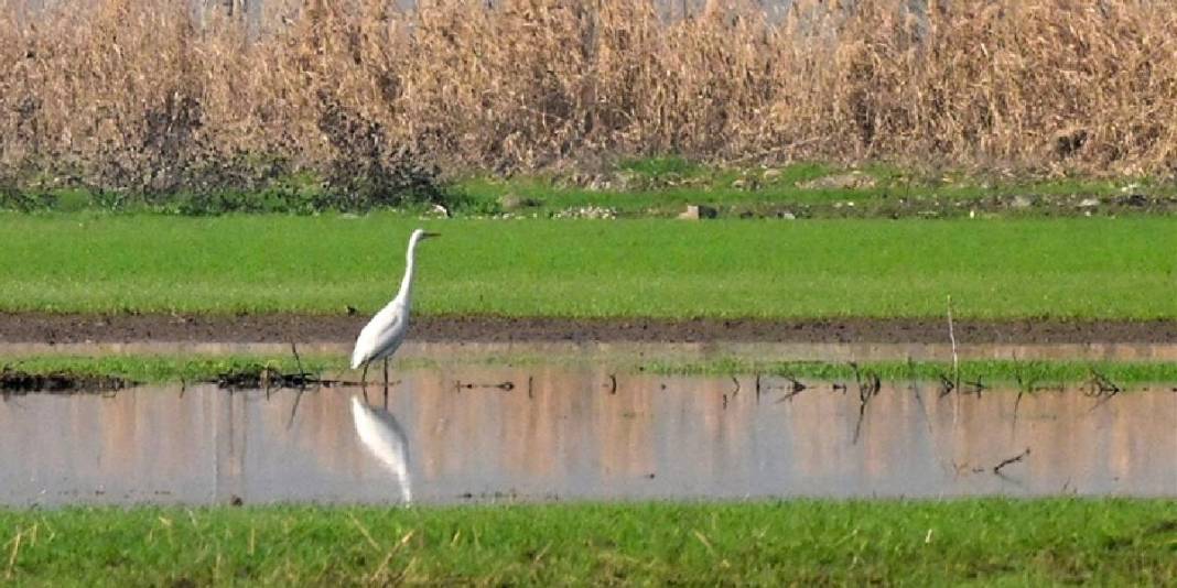 Yağışlar yeniden suyla doldurdu: Gavur Gölü kuşların sesiyle coştu! 1